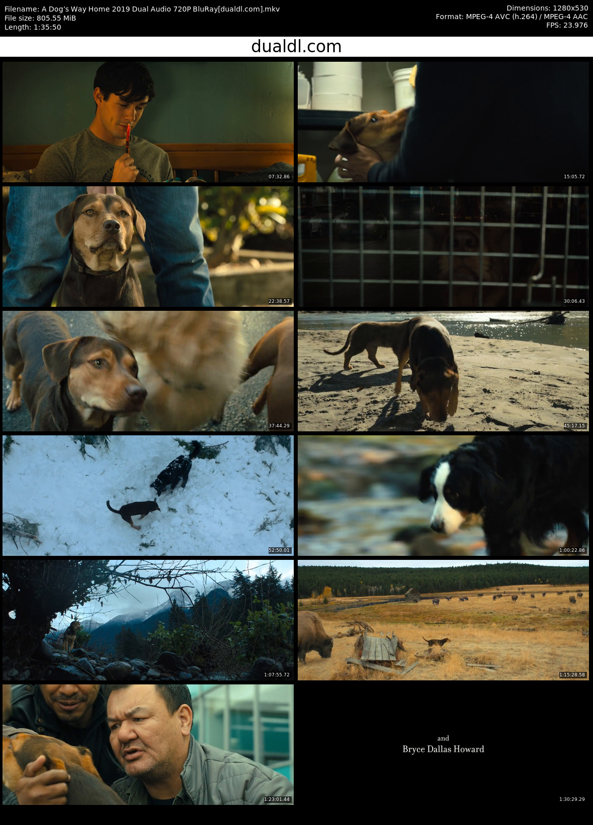 A Dog’s Way Home Full Movie Free in English and Hindi Dubbed HD 720P